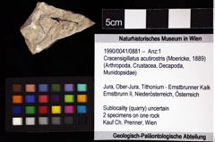 Foto (Objket + Etiketten) von Cracensigillatus acutirostris (Moericke, 1889) 